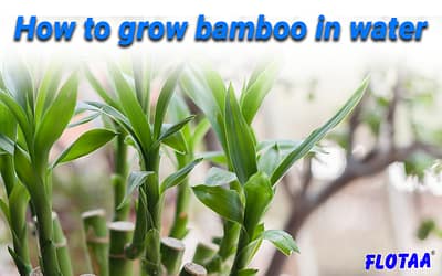 How To Grow Bamboo In Water