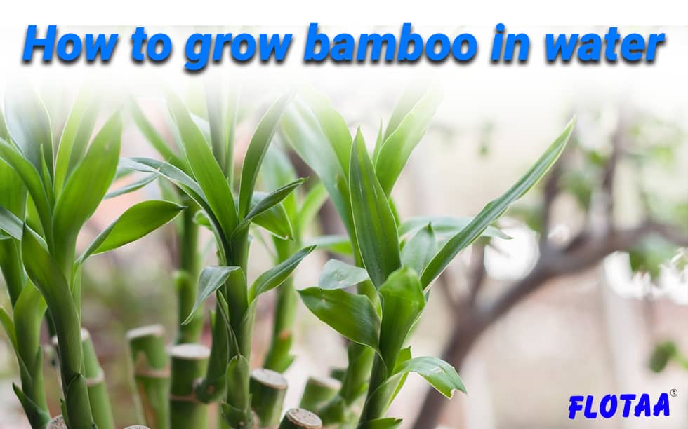 grow bamboo in water